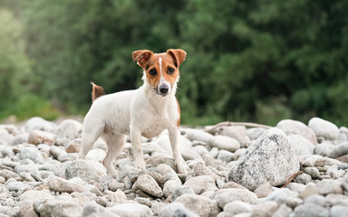 Small Jack Russell terrier walking n round rocks near the river, her fur wet from swimming, blurred...