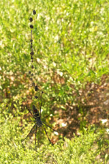 Red legged golden orb weaver spider female - Nephila inaurata madagascariensis, resting on her nest, sun over blurred bushes in background