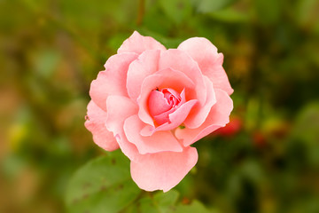 Flor em macro com fundo desfocado no jardim com plantas verdes