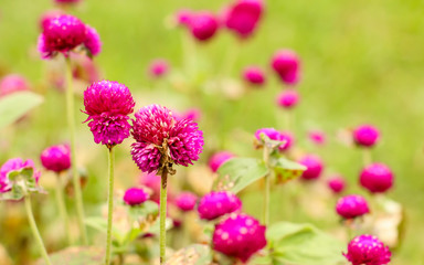 Flor em macro com fundo desfocado no jardim com plantas verdes