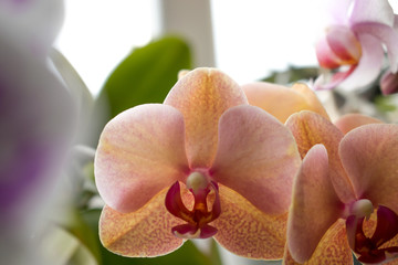 Beautiful orange orchid on blurry background close up. Petals orchid. Flowers background