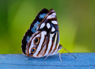 Wielki kolorowy motyl w Argentynie © Tomasz Aurora