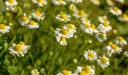 Fototapeta na wymiar Bloom. Chamomile. Blooming chamomile field, chamomile flowers on meadow in summer, selective focus, blur. Beautiful nature scene with blooming medical daisies on sun day. Beautiful meadow background