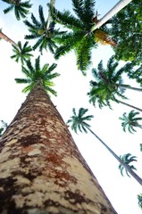 Palmy w tropikalnym lesie palmowym  - obrazy, fototapety, plakaty