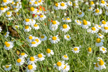 Obraz na płótnie Canvas Bloom. Chamomile. Blooming chamomile field, chamomile flowers on meadow in summer, selective focus, blur. Beautiful nature scene with blooming medical daisies on sun day. Beautiful meadow background