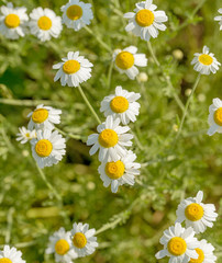 Bloom. Chamomile. Blooming chamomile field, chamomile flowers on  meadow in summer, selective focus, blur. Beautiful nature scene with blooming medical daisies on sun day. Beautiful meadow background