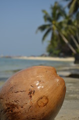 Kokos na rajskiej plaży z palmami kokosowymi i błękitnym morzem. - obrazy, fototapety, plakaty