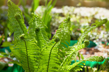 Young green shoots of ferns (Polypodiophyta). Spring season. New life. Green curls. Close up