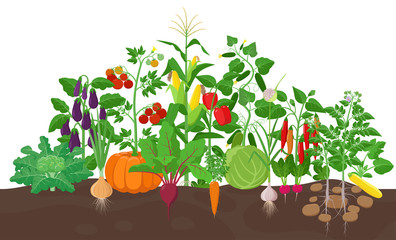 Garden with vegetable plants growing in the garden - vector flat illustration, group of vegetable plants in soil isolated on white background.