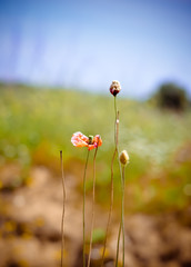 Beautiful spring flowers on the field in Portugal