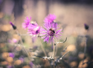 Beautiful spring flowers on the field in Portugal