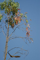 Eleonora's falcon (Falco eleonorae) taking flight from a eucalyptus branch. The Nublo Rural Park. Tejeda. Gran Canaria. Canary Islands. Spain.