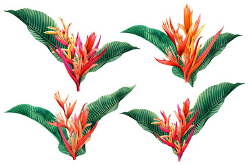 aquarel schilderij instellen paradijsvogel bloeiende bloemen geïsoleerd op een witte achtergrond. Illustratie groene bladeren tropische exotische kleurrijke bloem voor behang zomer hawaii stijl patroon.