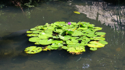Obraz na płótnie Canvas Grupo de vitórias régias em um lago com uma flor lilás no meio e peixes nadando sob a superfície.