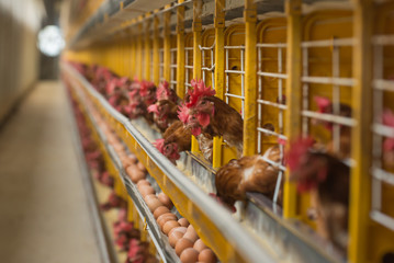 Large-scale egg production with autonomized system