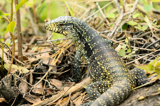 Lagarto gigante em retrato de perfil no meio da floresta rasteira.