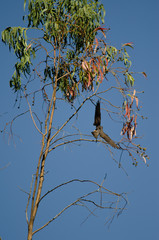 Eleonora's falcon (Falco eleonorae) landing on a eucalyptus branch. The Nublo Rural Park. Tejeda. Gran Canaria. Canary Islands. Spain.