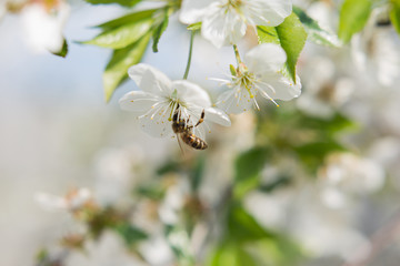 a bee on a cherry blossom. background texture with selective focus