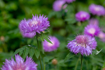 Cornflower, Centaurea cyanus, Asteraceae. Cornflower grass or bachelor flower in the garden. Natural background of blue spring flowers close-up