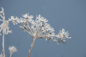 Snowflakes on a hogweed plant.