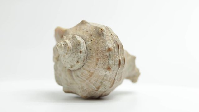 shell. sea ​​shell. seashell rotates. seashell rotates on a white background
