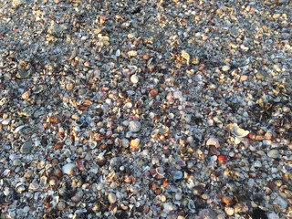 shells on the beach