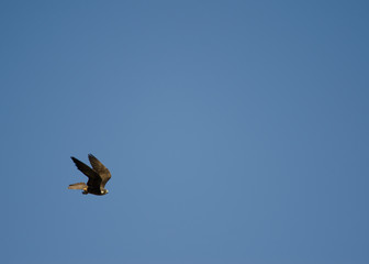 Eleonora falcon's (Falco eleonorae) in flight. The Nublo Rural Park. Tejeda. Gran Canaria. Canary Islands. Spain.