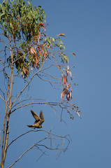 Eleonora's falcon (Falco eleonorae) taking flight from a eucalyptus branch. The Nublo Rural Park. Tejeda. Gran Canaria. Canary Islands. Spain.