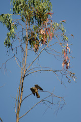 Eleonora's falcon (Falco eleonorae) landing on a eucalyptus branch. The Nublo Rural Park. Tejeda. Gran Canaria. Canary Islands. Spain.