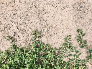 green grass and soil