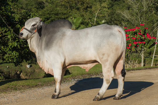 breeding of the Brahman cattle breed