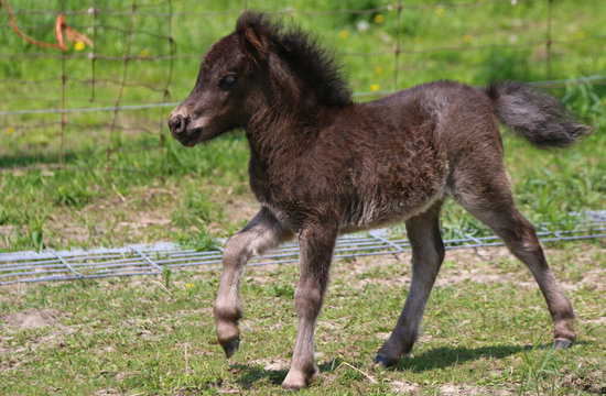 Mini Horse Foal