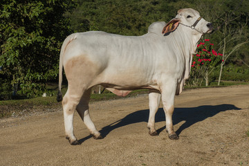 breeding of the Brahman cattle breed