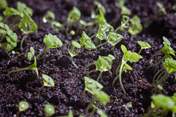 Peppermint seedlings with water drops. Home gardening. Background.