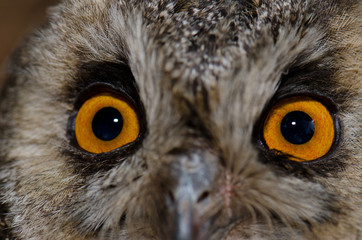Face of a long-eared owl Asio otus canariensis. The Nublo Rural Park. Tejeda. Gran Canaria. Canary Islands. Spain.
