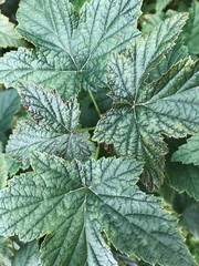 green leaves background