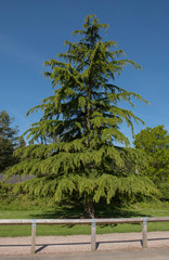 Green Foliage and Cones of an Evergreen Coniferous Deodar Cedar Tree (Cedrus deodara) Growing in a...