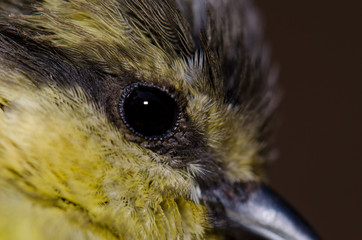 Juvenile African blue tit Cyanistes teneriffae hedwigii. The Nublo Rural Park. Tejeda. Gran...