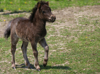 Mini Horse Foal