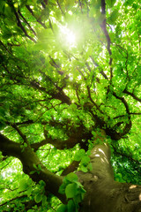 Fototapeta na wymiar Worms eye view of a green beech tree with beautiful crooked branches, vibrant foliage and the sun shining through them