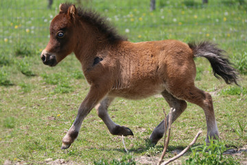 Mini Horse Foal 
