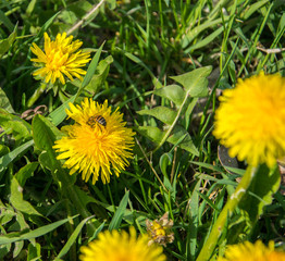 Honey bee on dandelion flower. Honey bee pollinating on spring meadow