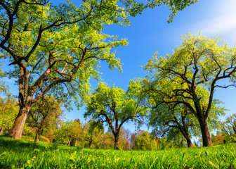 Beautiful panoramic green landscape in spring or summer, with trees in a row on a meadow and the sun shining bright
