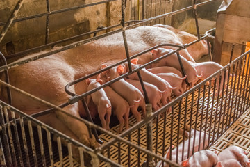 Pig farms in confinement mode