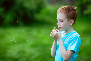 boy in a blue T-shirt blows on a flowering dandelion and seeds fly away in a lush green sunlight meadow