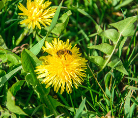 A bee collects nectar from a yellow dandelion flower