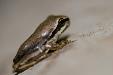 Mediterranean tree frog Hyla meridionalis. The Nublo Rural Park. Tejeda. Gran Canaria. Canary Islands. Spain.