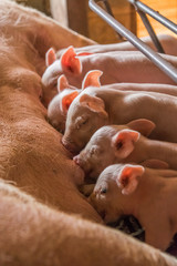 Pig farms in confinement mode © Antonello 