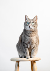 cat on white background