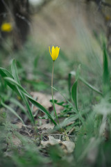 spring  flower close-up among grass in a sunlit flowering meadow with a very blurred background